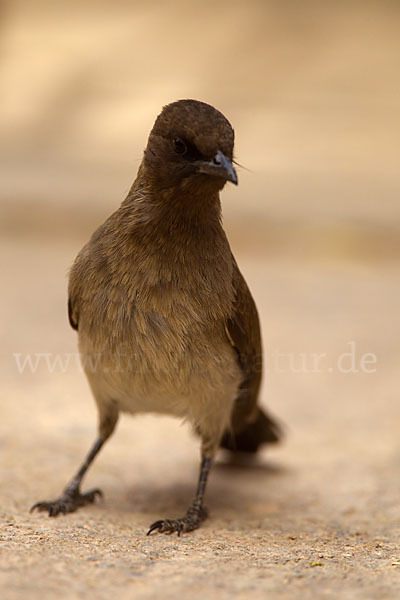 Graubülbül (Pycnonotus barbatus spurius)