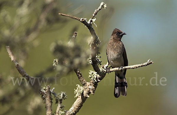 Graubülbül (Pycnonotus barbatus spurius)