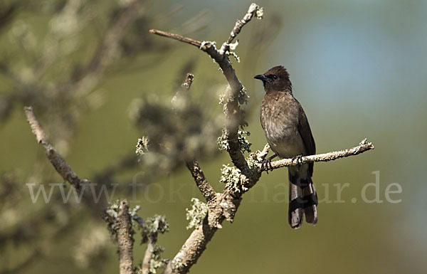 Graubülbül (Pycnonotus barbatus spurius)