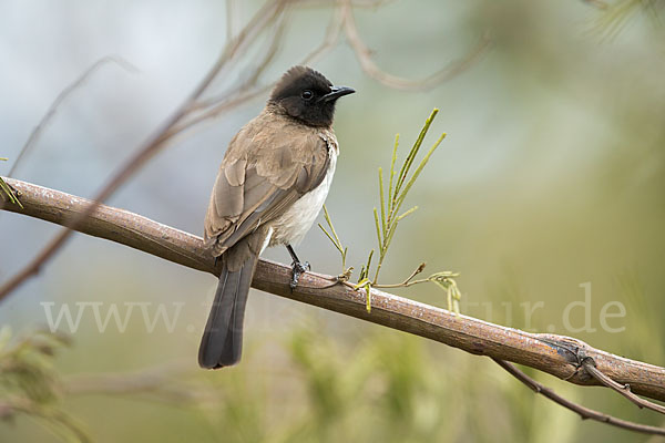 Graubülbül (Pycnonotus barbatus spurius)