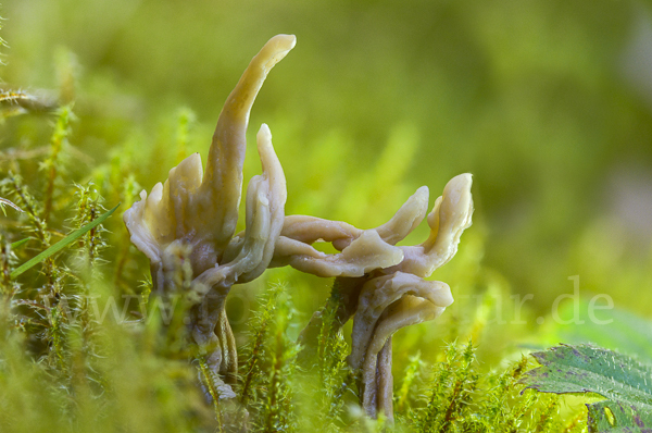 Graue Koralle (Clavulina cinerea)