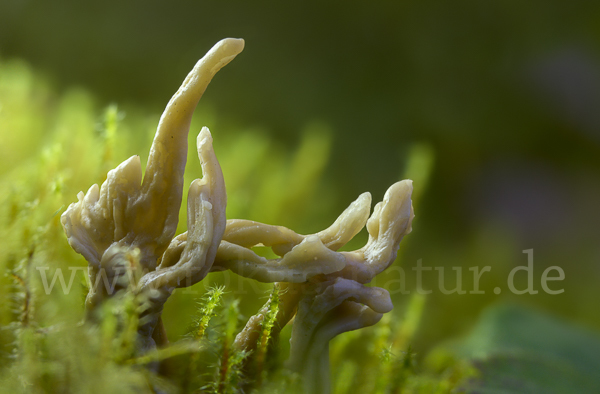 Graue Koralle (Clavulina cinerea)