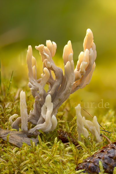 Graue Koralle (Clavulina cinerea)