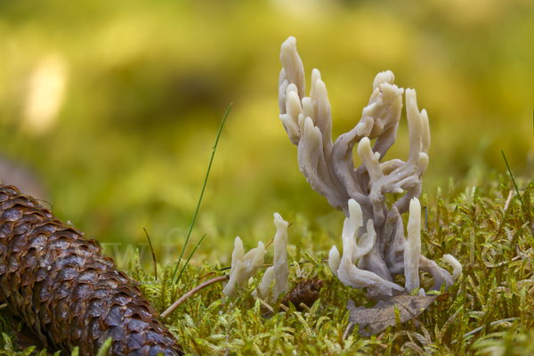 Graue Koralle (Clavulina cinerea)