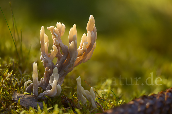 Graue Koralle (Clavulina cinerea)