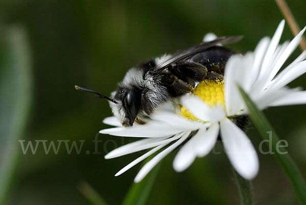 Graue Sandbiene (Andrena cineraria)