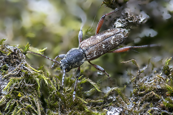 Grauer Espenbock (Xylotrechus rusticus)