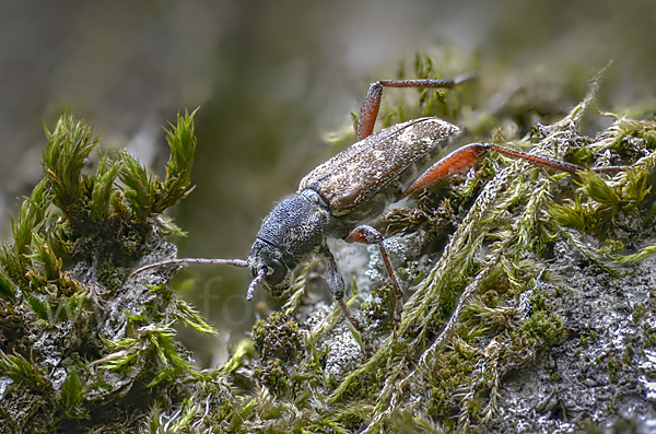 Grauer Espenbock (Xylotrechus rusticus)