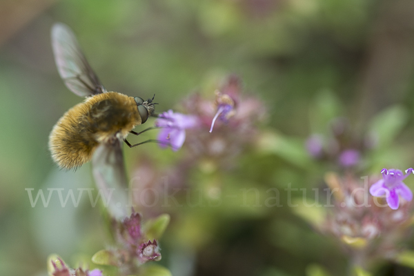 Grauer Wollschweber (Bombylius cinerascens)