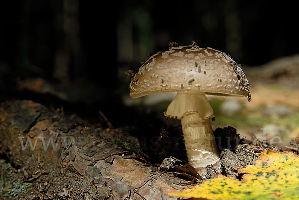 Grauer Wulstling (Amanita spissa)