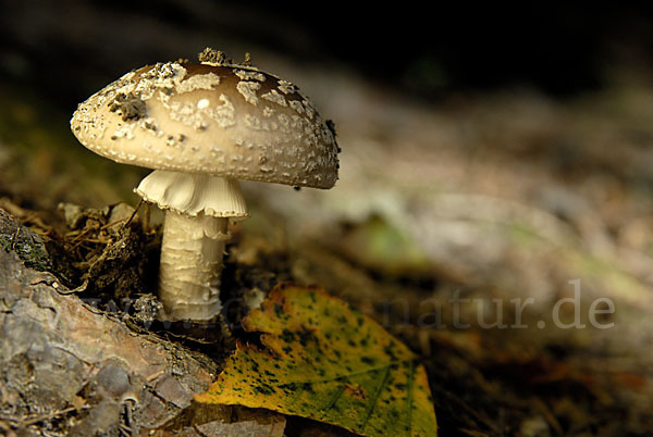 Grauer Wulstling (Amanita spissa)