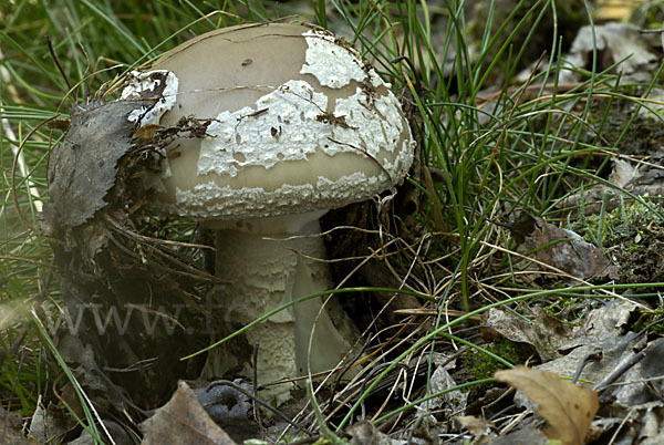 Grauer Wulstling (Amanita spissa)