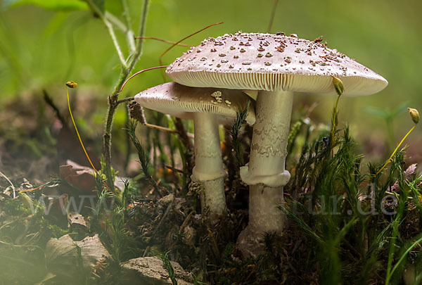 Grauer Wulstling (Amanita spissa)