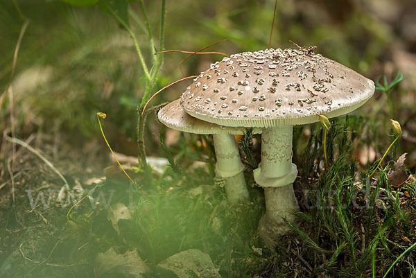 Grauer Wulstling (Amanita spissa)