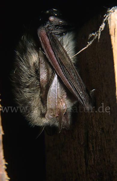 Graues Langohr (Plecotus austriacus)