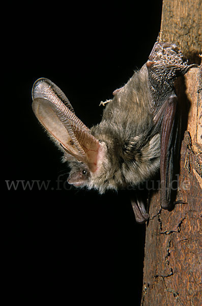 Graues Langohr (Plecotus austriacus)