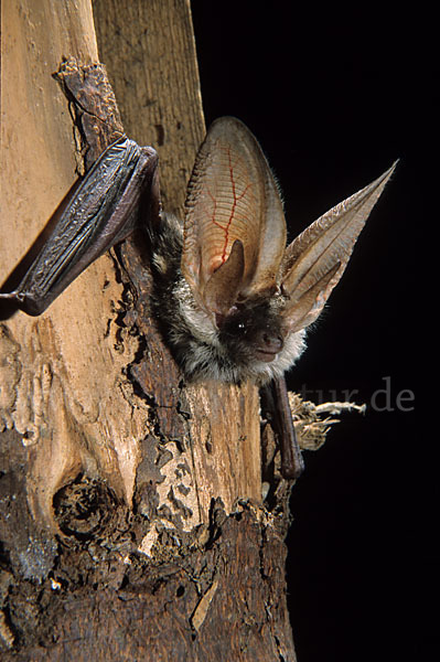 Graues Langohr (Plecotus austriacus)