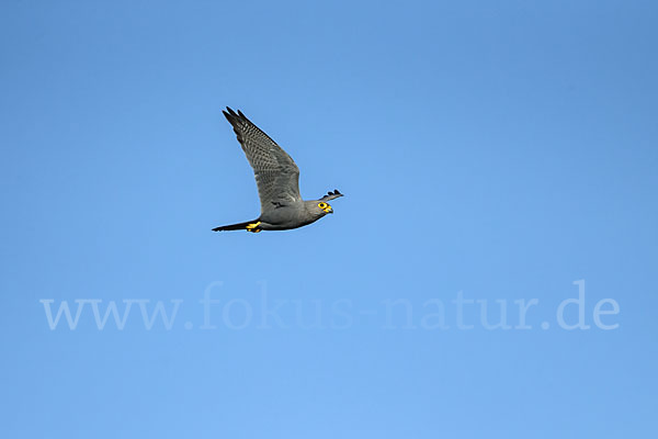 Graufalke (Falco ardosiaceus)