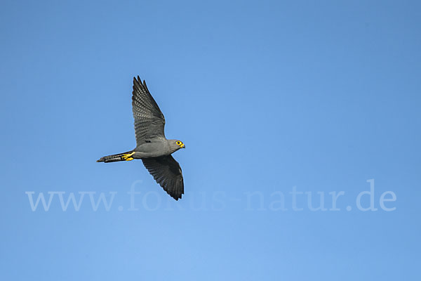 Graufalke (Falco ardosiaceus)