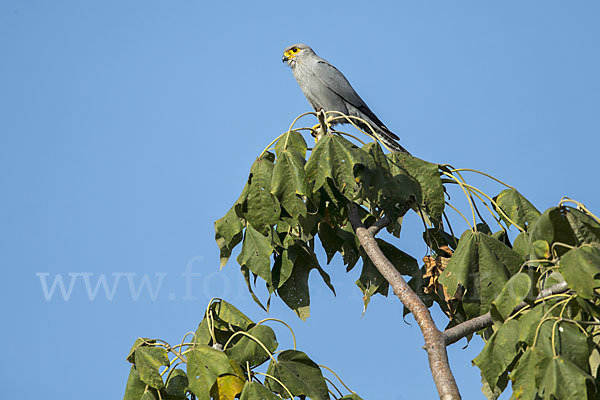 Graufalke (Falco ardosiaceus)