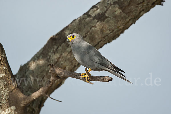 Graufalke (Falco ardosiaceus)