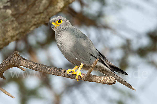 Graufalke (Falco ardosiaceus)