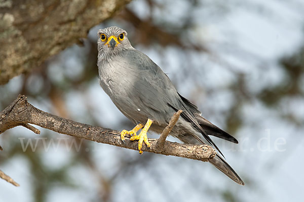 Graufalke (Falco ardosiaceus)