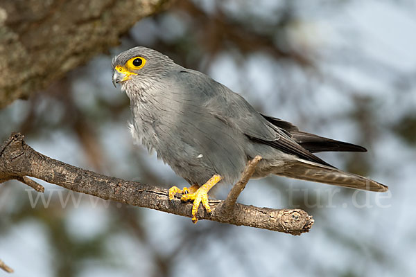 Graufalke (Falco ardosiaceus)