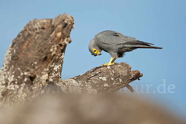 Graufalke (Falco ardosiaceus)