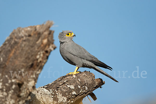 Graufalke (Falco ardosiaceus)