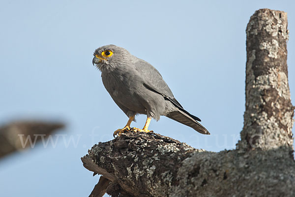 Graufalke (Falco ardosiaceus)