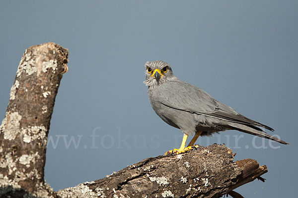 Graufalke (Falco ardosiaceus)