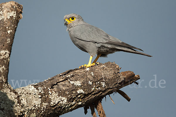 Graufalke (Falco ardosiaceus)