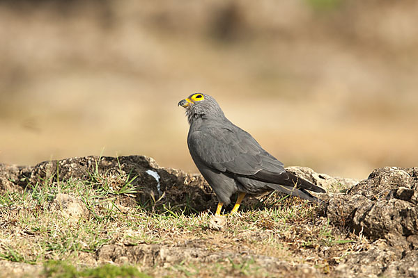 Graufalke (Falco ardosiaceus)