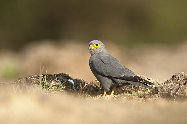 Graufalke (Falco ardosiaceus)