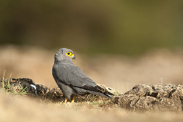 Graufalke (Falco ardosiaceus)