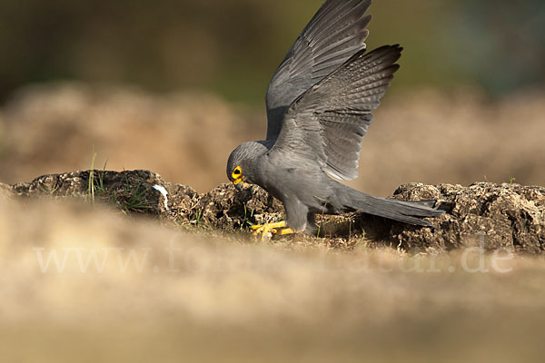 Graufalke (Falco ardosiaceus)