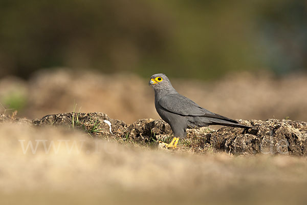 Graufalke (Falco ardosiaceus)