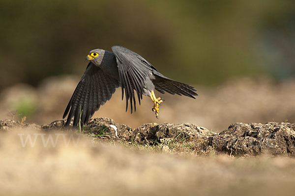 Graufalke (Falco ardosiaceus)