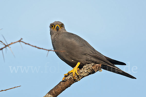 Graufalke (Falco ardosiaceus)