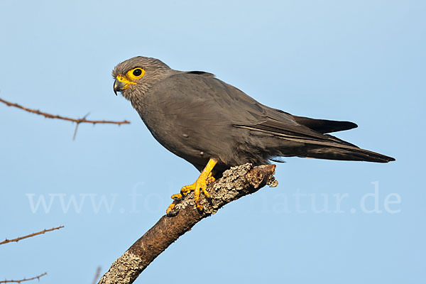 Graufalke (Falco ardosiaceus)