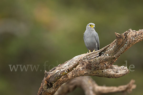 Graufalke (Falco ardosiaceus)