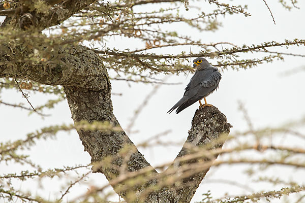 Graufalke (Falco ardosiaceus)