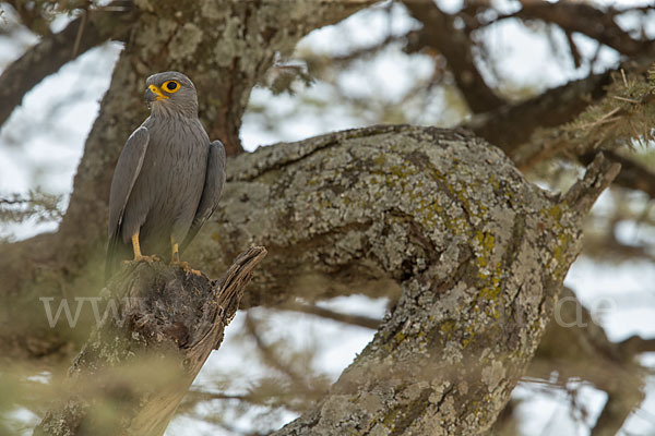 Graufalke (Falco ardosiaceus)