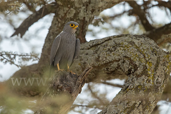 Graufalke (Falco ardosiaceus)