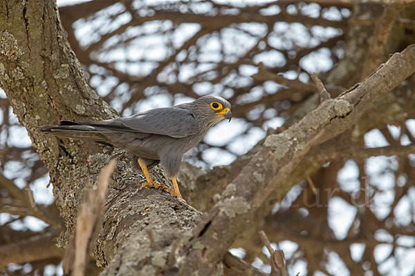 Graufalke (Falco ardosiaceus)