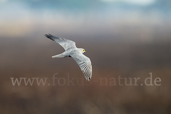 Graufalke (Falco ardosiaceus)