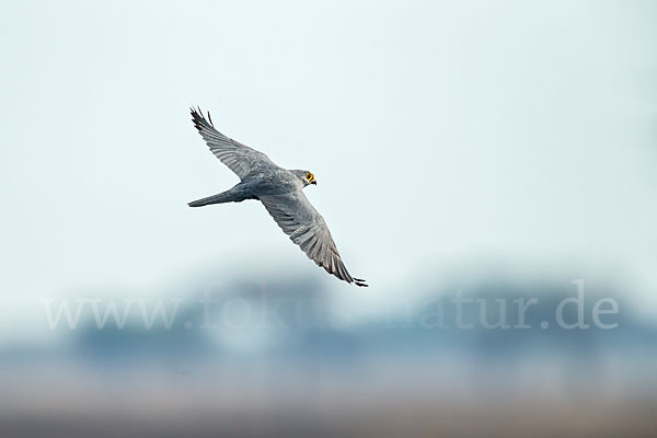 Graufalke (Falco ardosiaceus)