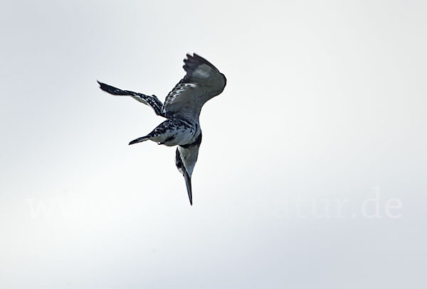 Graufischer (Ceryle rudis)