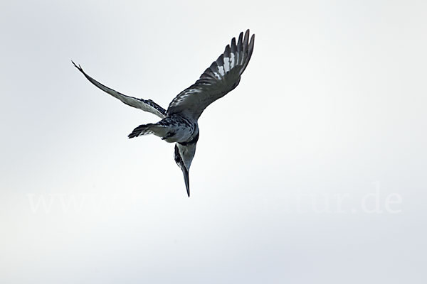 Graufischer (Ceryle rudis)